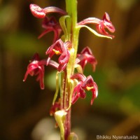 Malaxis discolor (Lindl.) Kuntze